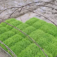 توم هاشمی درجه یک