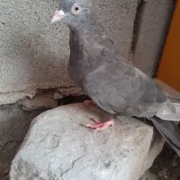 کبوتر سوسنی‌