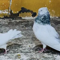 کبوتر شیخ نسل قدیم
