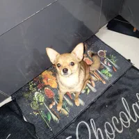 میکس وماده میکس شی واوا با پامر|سگ|تهران, سهروردی|دیوار