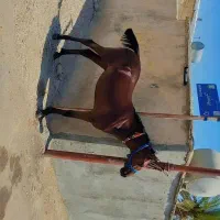 اسب مادیون به همراه کره|اسب و تجهیزات اسب‌سواری|بوشهر, |دیوار