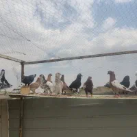 کفتر هوی