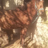 مادیان و نریان|اسب و تجهیزات اسبسواری|گرگان, |دیوار