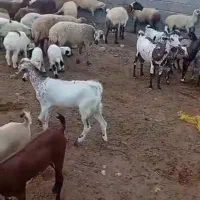 فروش گوسفند
