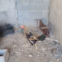 خروس لاری وحدتیه|حیوانات مزرعه|وحدتیه, |دیوار