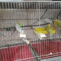 فروش / معاوضه مرغ عشق مولد