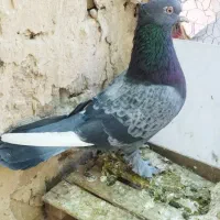 کفتر سبز پرشی نر حسابی|پرنده|قم, دروازه ری|دیوار