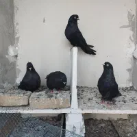 کبوتر سیاه