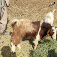 بز و بزغاله تخمی دورگه پاکستانی شیرا|حیوانات مزرعه|خواف, |دیوار