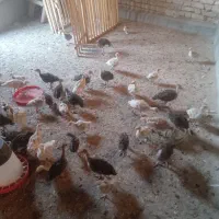 جوجه بوقلمون
