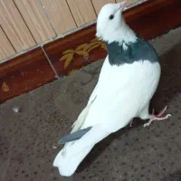 کفتر صید طوقی|پرنده|تربت جام, معدآباد|دیوار