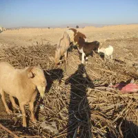 نر بز سانن پاکستانی و الپاین|حیوانات مزرعه|فریمان, |دیوار