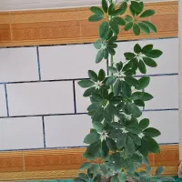 گل زیبای مناسب هدیه و دفتر کار و منزل|گل و گیاه طبیعی|فیروزآباد (فارس), |دیوار