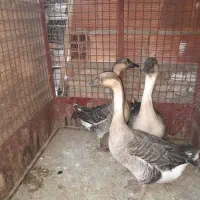 قو غاز آفریقایی