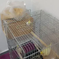 چروس هلندی جفت و تک به شرط تخم با کاغذ تضمینی