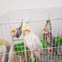 سه عدد عروس هلندی