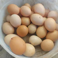 تخم مرغ محلی تازه و ارگانیک نطفه دار