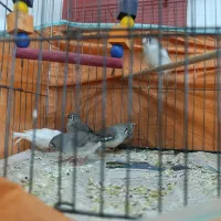 یک جفت فنج با ۶ تا تخم و ۶ تا جوجه تقریباً بالغ|پرنده|پیشوا, |دیوار