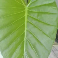 گل بابا آدم طبیعی|گل مصنوعی|کرج, دولت‌آباد|دیوار