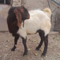 نر بز یک سال|حیوانات مزرعه|خنداب, |دیوار