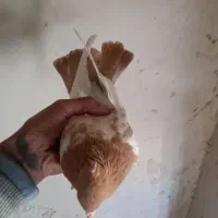 کفترسینه|پرنده|گرمخان, |دیوار