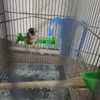 سهره جوجه قفس نازار|پرنده|بروجرد, |دیوار