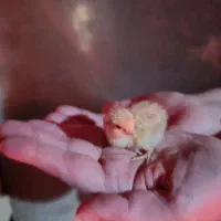 جوجه بلدرچین