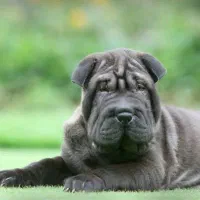 سگ شارپی چله چلوندنی کریسمس