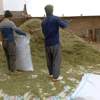 فروش یونجه انباری خرد شده