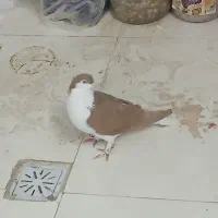 کفتر،کبوترساده زردکرمونی|پرنده|تربتحیدریه, بی بی حسنیه|دیوار