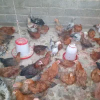 جوجه محلی|حیوانات مزرعه|بهبهان, |دیوار