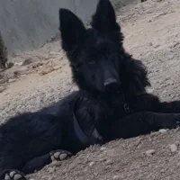 توله ژرمن بلک