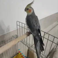 عروس هلندی نر دستی|پرنده|شیراز, شهرک والفجر|دیوار