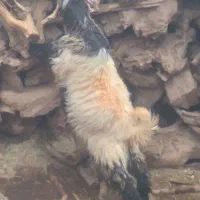 کهره تخمی|حیوانات مزرعه|شهرکرد, |دیوار