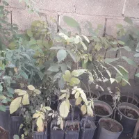 نهال وگل|گل مصنوعی|ایلام, |دیوار