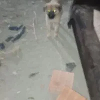 سگ.|سگ|گرگان, |دیوار