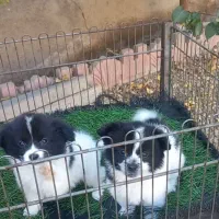 توله پامر ۴۵۰۰ سایز ریز