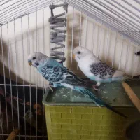 مرغ عشق مولد معاوظه با برزیلی