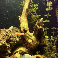 آکواریوم شیشه خم پلنت|ماهی|شهریار, شهریار|دیوار