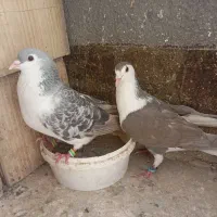 کفتر|پرنده|مشهد, کشف|دیوار