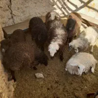 بره نر سبک|حیوانات مزرعه|یاسوج, |دیوار