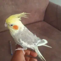 عروس  هلندی