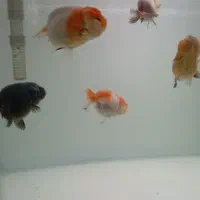 گلدفیش رنچو نینو تریکالر آپاچی وارداتی