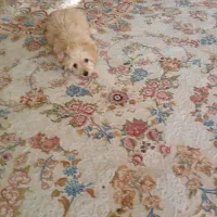 واگذاری رایگان سگ مهربون|سگ|پردیس, فاز ۳|دیوار