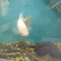 ماهی آکواریوم گوشت خوار معاوضه با چند تا لجن خوار|ماهی|زابل, |دیوار