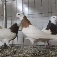 طوقی کرمانشاهی زرد خال سیاه|پرنده|اردکان, |دیوار