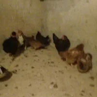 فروش مرغ و خروس|پرنده|قهستان, |دیوار