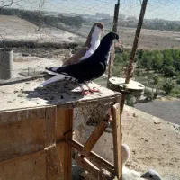 کبوتر زدخوردی تیپگرد|پرنده|تهران, بهارستان|دیوار
