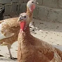 بوقلمون ماده|حیوانات مزرعه|نوشین شهر, |دیوار