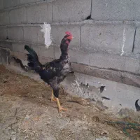 خروس